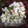 MALUS 'Evereste'  