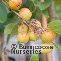 MALUS 'Evereste'  