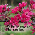 MALUS 'Profusion'  