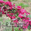 MALUS 'Profusion'  