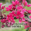 MALUS 'Profusion'  