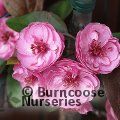 MALUS 'Scarlet Brandywine'  