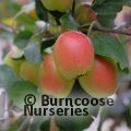 MALUS 'Jelly King'  