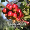 MALUS 'Fruitilicious'  