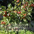 MALUS 'Fruitilicious'  