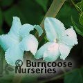 Small image of MANDEVILLA