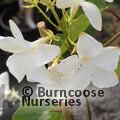 MANDEVILLA   
