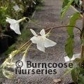 MANDEVILLA laxa  