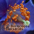 Small image of MECONOPSIS
