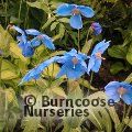 Small image of Blue poppy
