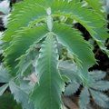 MELIANTHUS major  