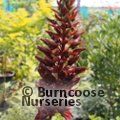 MELIANTHUS major  