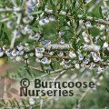 Small image of MELICYTUS