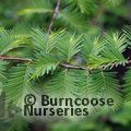 Small image of METASEQUOIA