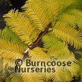 METASEQUOIA glyptostroboides 'Gold Rush' 