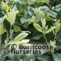 METROSIDEROS collina 'Velvet Sky' 