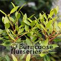 METROSIDEROS umbellata 'Gold Nugget' 