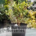 METROSIDEROS umbellata 'Gold Nugget' 