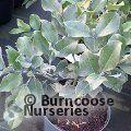 METROSIDEROS collina 'Velvet Sky' 