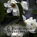 MICHELIA doltsopa 'Silver Cloud' 