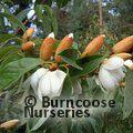 MICHELIA doltsopa 'Silver Cloud' 