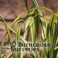 MISCANTHUS sinensis 'Cabaret' 