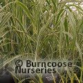 MISCANTHUS sinensis 'Cosmopolitan' 