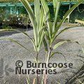MISCANTHUS sinensis 'Cosmopolitan' 