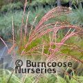 MISCANTHUS sinensis 'Cosmopolitan' 