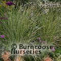 Small image of MISCANTHUS