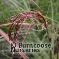 MISCANTHUS sinensis 'Red Cloud' 