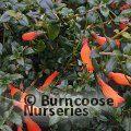 MITRARIA coccinea 'Lago Puyehue' 