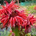 MONARDA 'Cambridge Scarlet'  