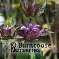 MONARDA 'Croftway Pink'  