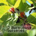 Small image of MORUS