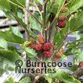 MORUS rotundifolia 'Mojo Berry' 