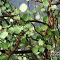 Small image of MAIDENHAIR CLIMBER - see MUEHLENBECKIA