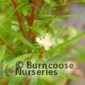 Small image of MYRCEUGENIA