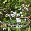 Small image of MYRICA