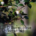 MYRTUS ugni  