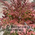 NANDINA domestica 'Obsessed' 