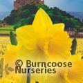 DAFFODILS 'Cornish Gold'  