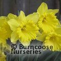 DAFFODILS 'Tamara'  