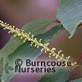 Small image of Japanese Tallow Tree