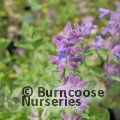 NEPETA faassenii 'Kit Cat' 