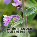 NEPETA racemosa 'Walker's Low' 