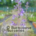 NEPETA 'Junior Walker'  