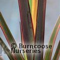 Small image of NEW ZEALAND FLAX - see PHORMIUM