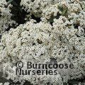 Small image of OLEARIA