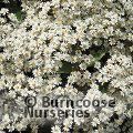 OLEARIA cheesemanii  